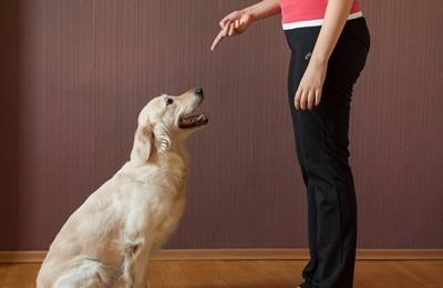 能让狗狗开心的话,让狗狗开心的几句话有哪些