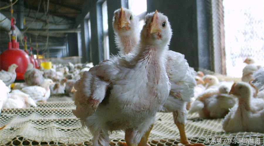 东东养鸡｜鸡拉血便如何治疗？