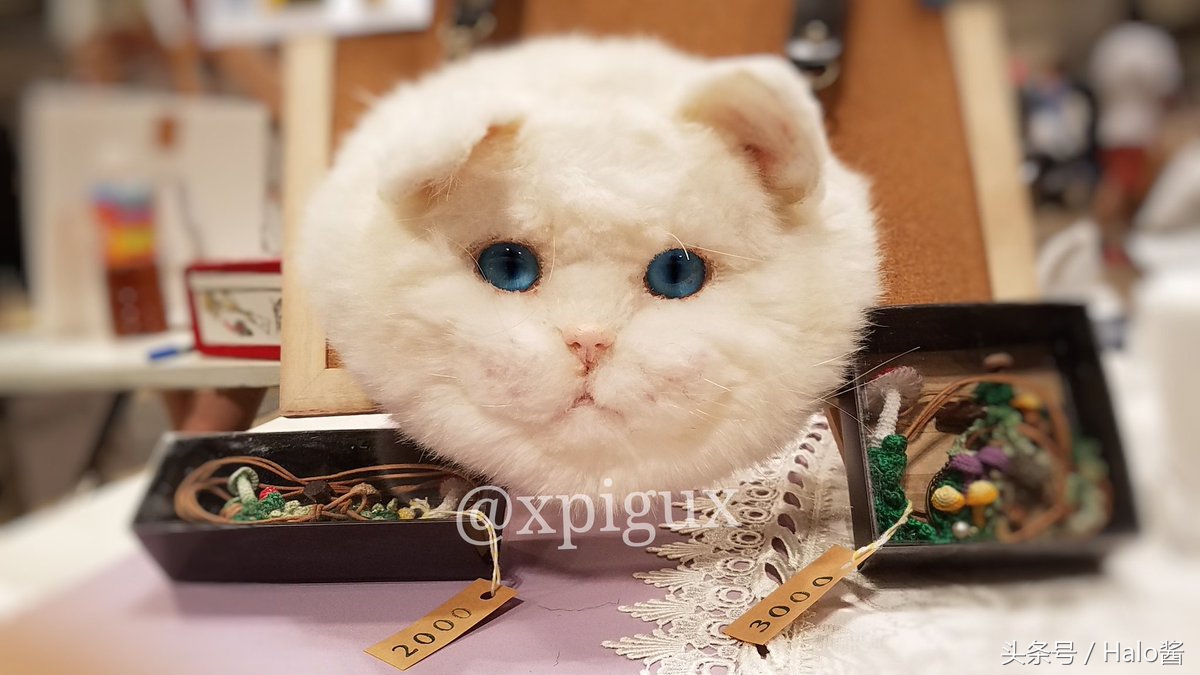 怪物猎人艾露猫孙悟空,怪物猎人艾露猫