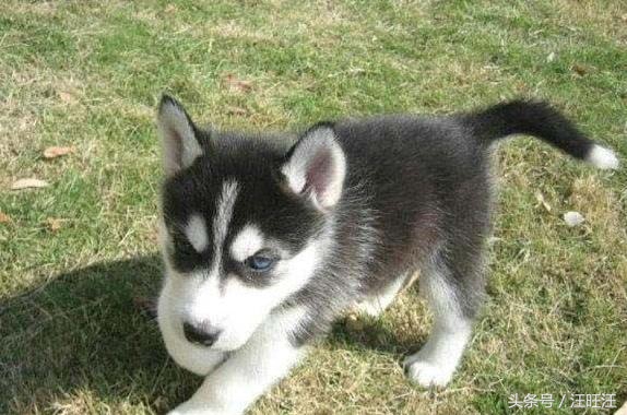 宠物狗养育常识,宠物狗的育儿方法