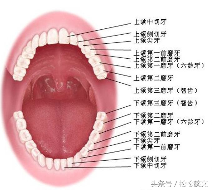 蛀牙为什么要治很多次,牙齿蛀牙高发如何有效预防和治疗