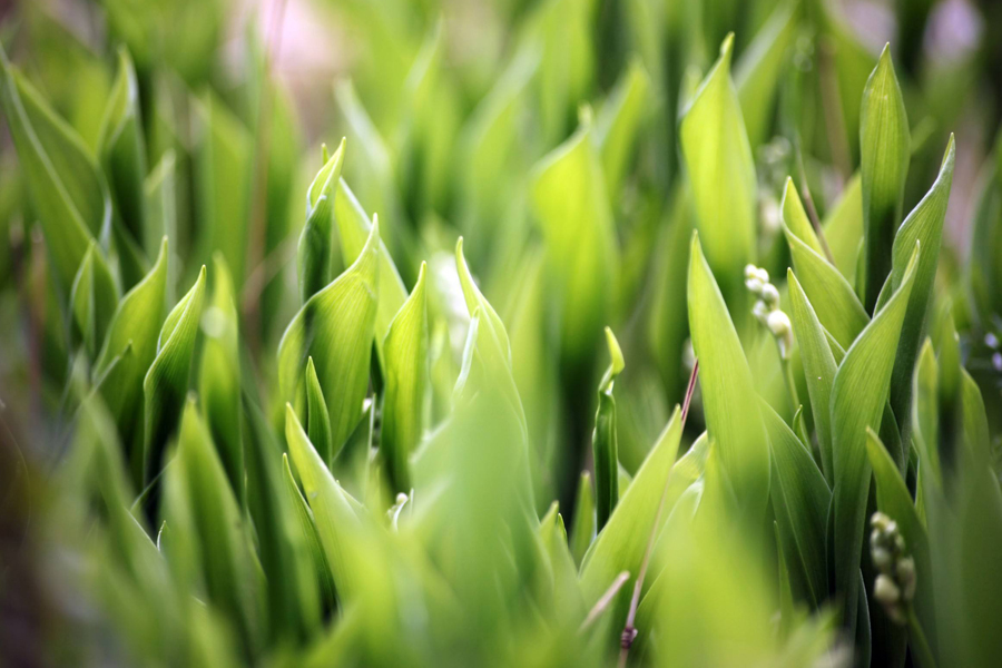 矿物油无抗性,矿物油替代