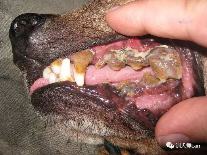 狗狗突然死了嘴里分泌大量口水,狗狗一直做吞咽口水动作怎么回事