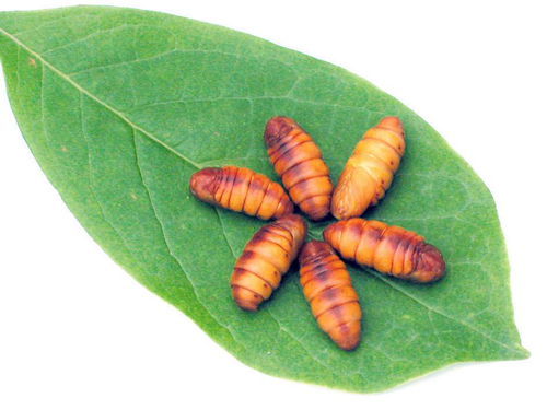 男人要吃什么才是大补,男人吃啥补得快