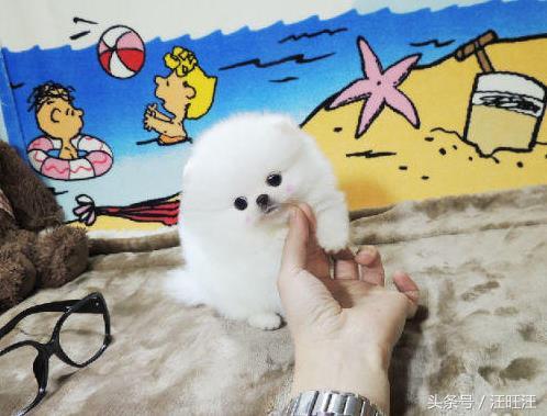 狗细小病毒好了用什么消毒,细小病毒是每只小狗必须经历的吗