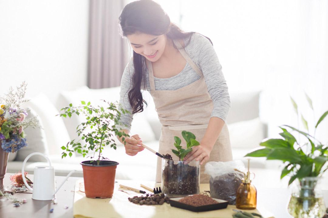 天南星对皮肤有毒吗,天南星科植物都有毒吗