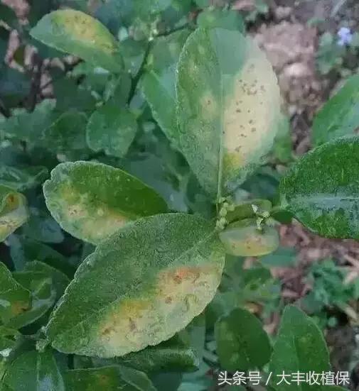 柑橘脂点黄斑病防治技巧,柑橘顽固性脂点黄斑病怎样根除