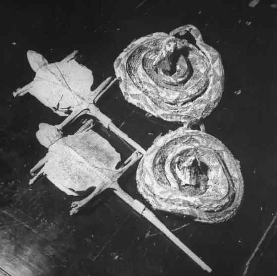 民国时期中药店，敢养这个动物，药店老板胆子太大了！