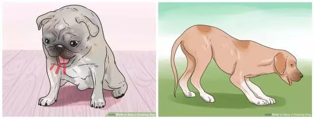 狗狗噎着吃什么可以缓解,如果狗狗卡住了还会吃得下东西吗