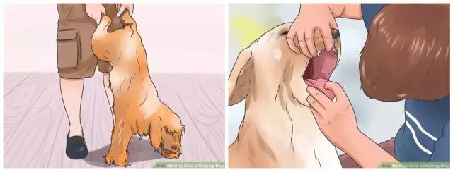 狗狗噎着吃什么可以缓解,如果狗狗卡住了还会吃得下东西吗