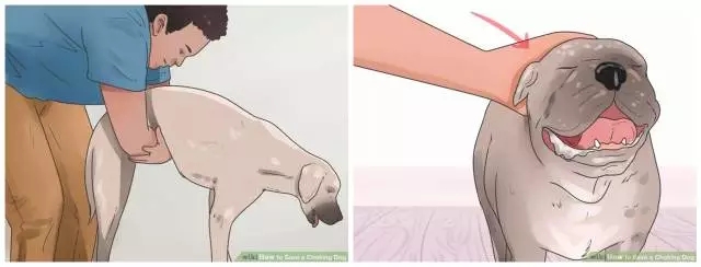 狗狗噎着吃什么可以缓解,如果狗狗卡住了还会吃得下东西吗