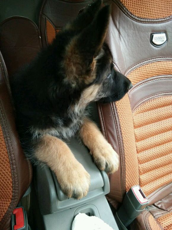 一只德牧从出生到长大的变化,平背短毛德牧幼犬1-12个月变化图