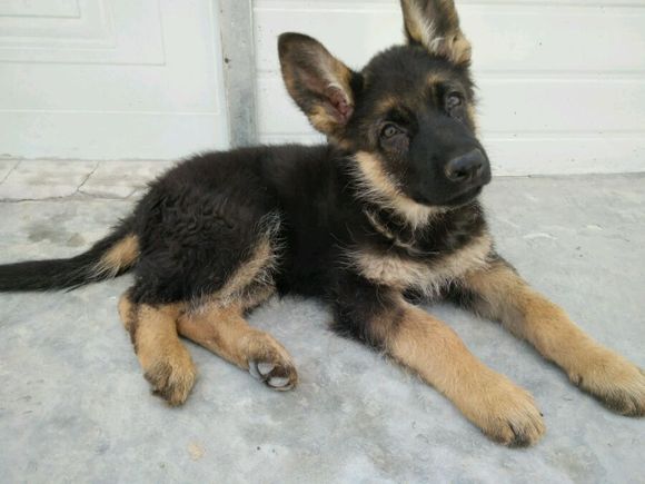 一只德牧从出生到长大的变化,平背短毛德牧幼犬1-12个月变化图