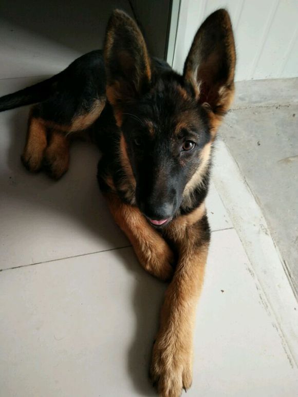 一只德牧从出生到长大的变化,平背短毛德牧幼犬1-12个月变化图