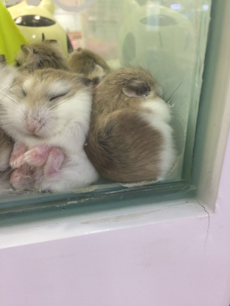 仓鼠宠物沟通,仓鼠宠物怎么上手训练