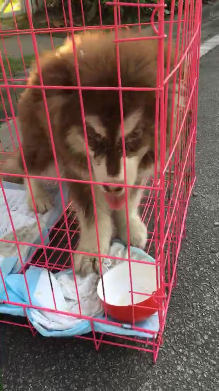 给狗治病花了160万,狗治疗犬瘟
