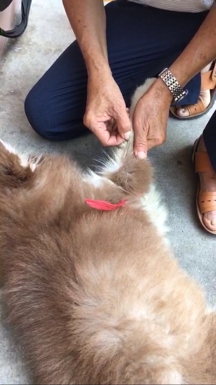 给狗治病花了160万,狗治疗犬瘟