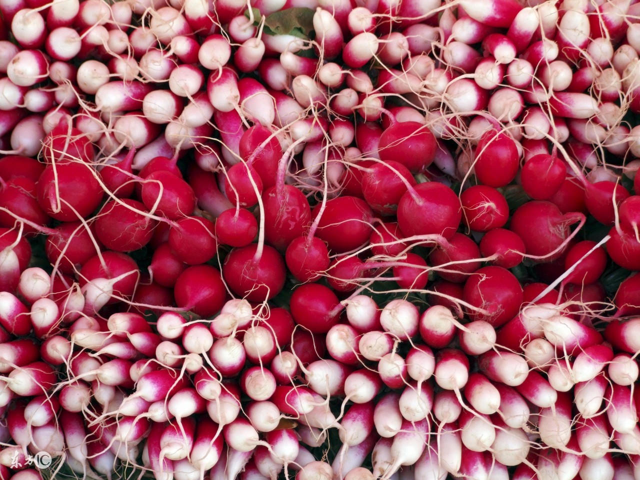 老人痛风饮食,痛风饮食大揭秘海鲜篇