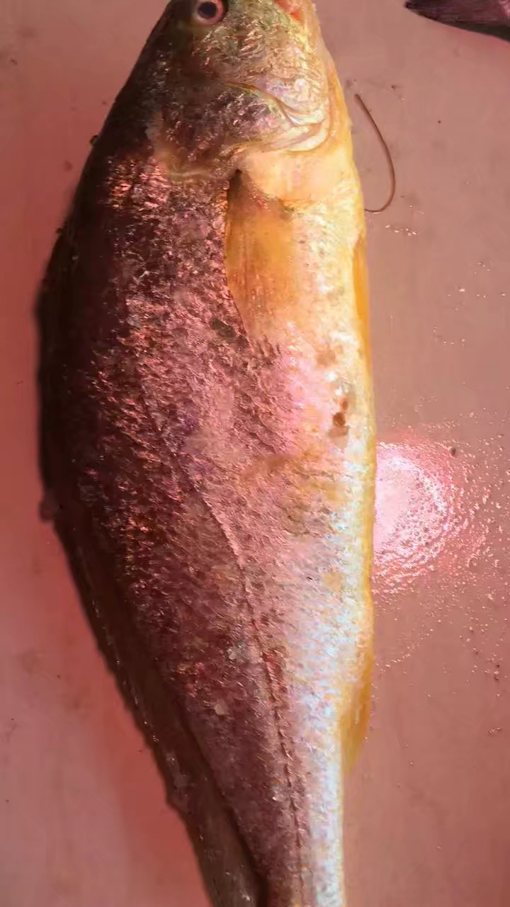 揭秘黄花鱼用“福尔马林”浸泡保鲜是真的吗