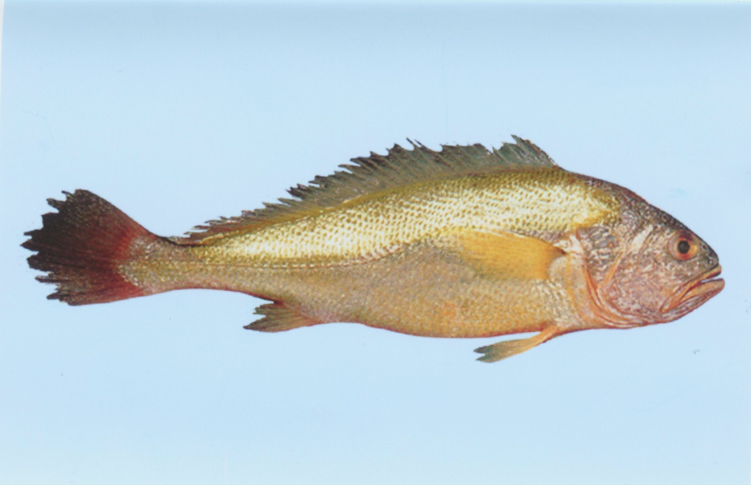 揭秘黄花鱼用“福尔马林”浸泡保鲜是真的吗