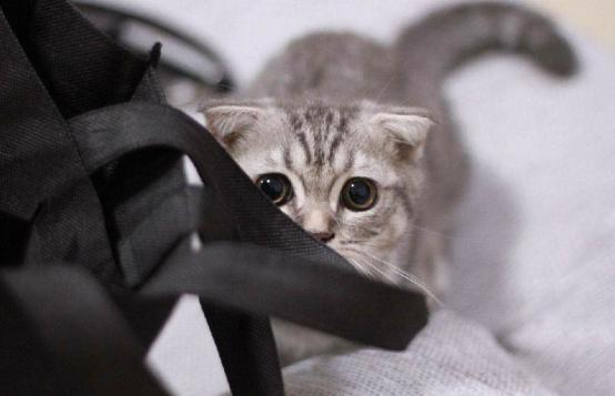 新手养猫幼崽的基础知识,未睁眼的幼猫喂养须知养猫常识