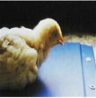 霉菌在中医怎么解决,中医霉菌