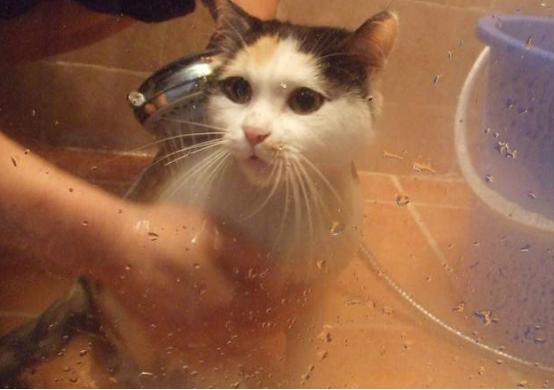 新手养猫幼崽的基础知识,未睁眼的幼猫喂养须知养猫常识