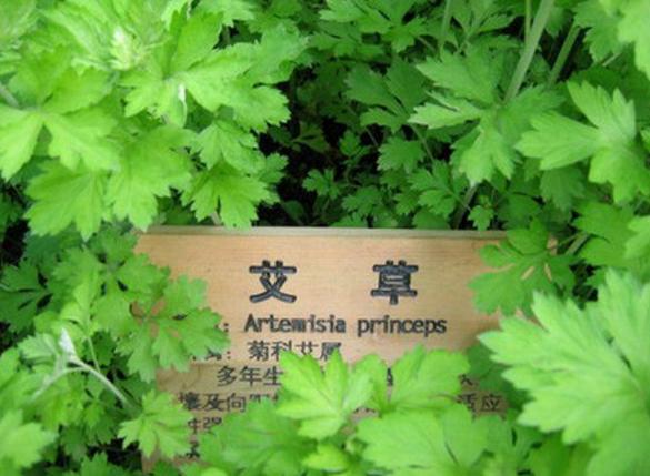 霉菌在中医怎么解决,中医霉菌