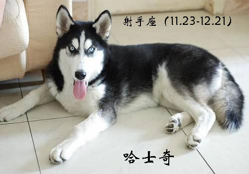 各星座对应的狗,各个星座代表的狗狗