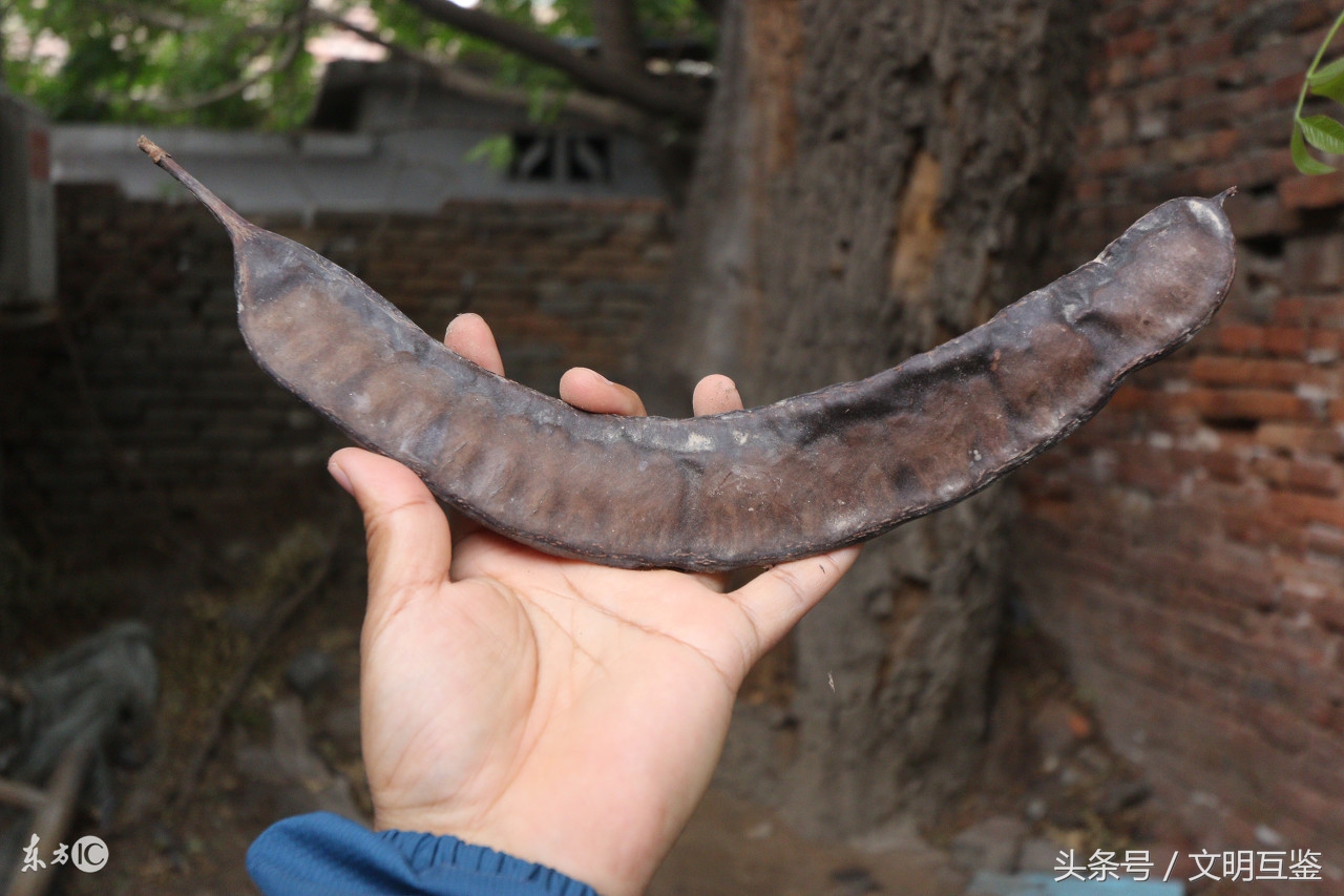 农村老头用动物内脏做手工皂，竟是300年前宫廷技艺，皴裂有救