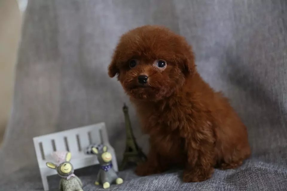 茶杯泰迪和茶杯犬有什么区别,茶杯犬该怎么养