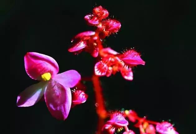 四季秋海棠什么时候剪枝,秋海棠为什么叶子皱