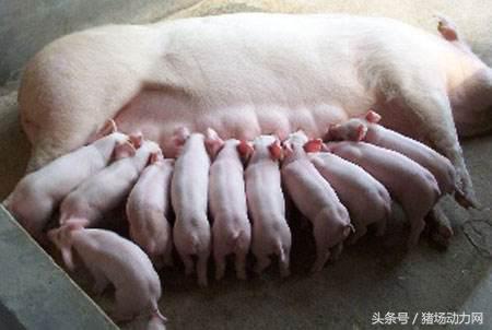 母猪咬仔的最快方法,母猪咬仔一般是几天就不会咬了