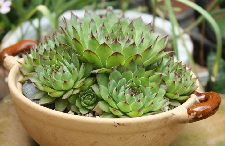 每日一肉之多肉植物,观音莲多肉大全