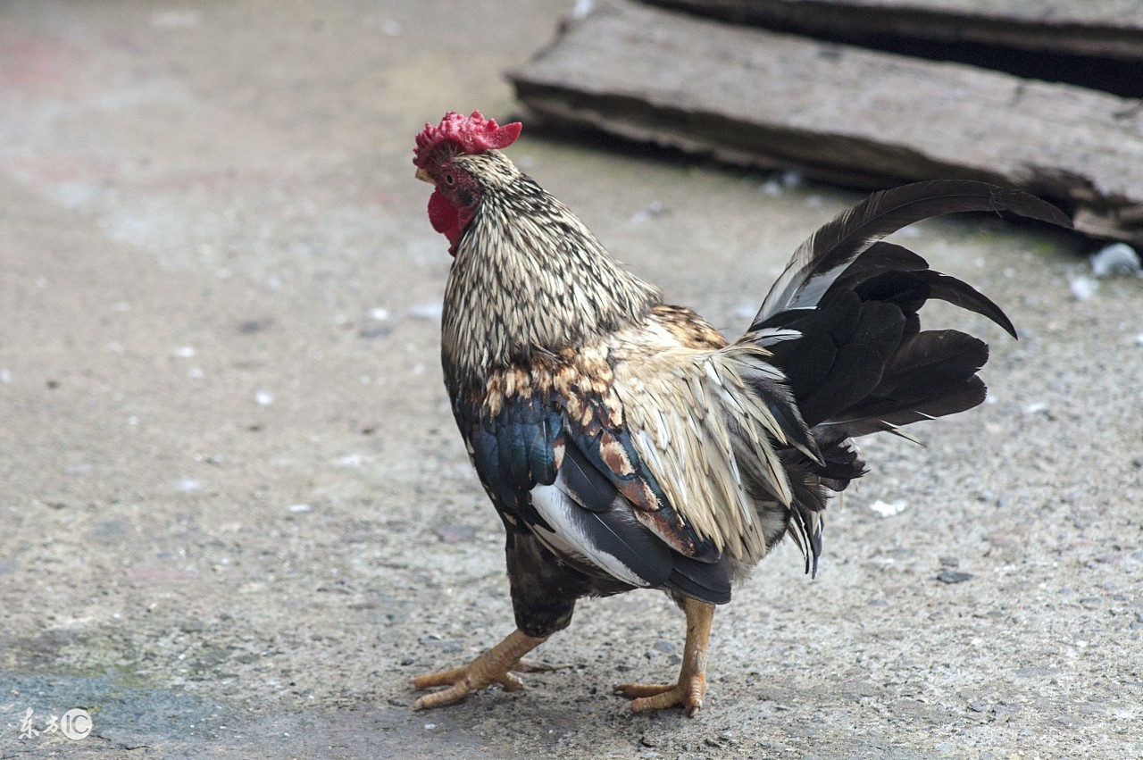 春季养鸡怎么防呼吸道病,养鸡常见的疾病治疗