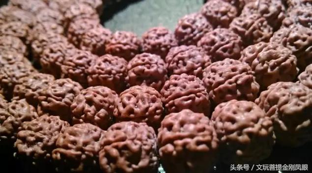 小金刚菩提清理到什么程度,小金刚菩提下水怎么清理