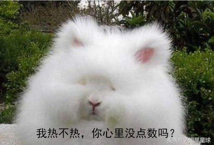 兔子夏季脱毛怎么弄,兔子夏季脱毛是怎么回事