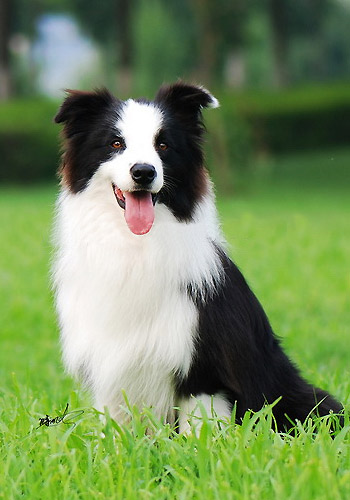 狗狗健康护理,怀孕狗狗的养护关注事项