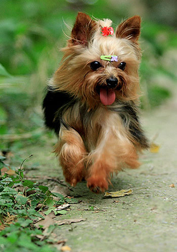 狗狗健康护理,怀孕狗狗的养护关注事项