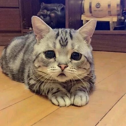 激萌小猫咪,萌到哭的小猫咪