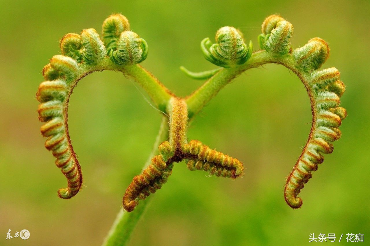 有几种蕨不让种,好养的蕨类绿植有哪些种类
