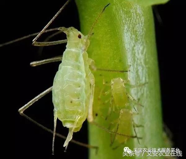 生物杀虫剂十大品牌,十大灭跳蚤最快的杀虫剂