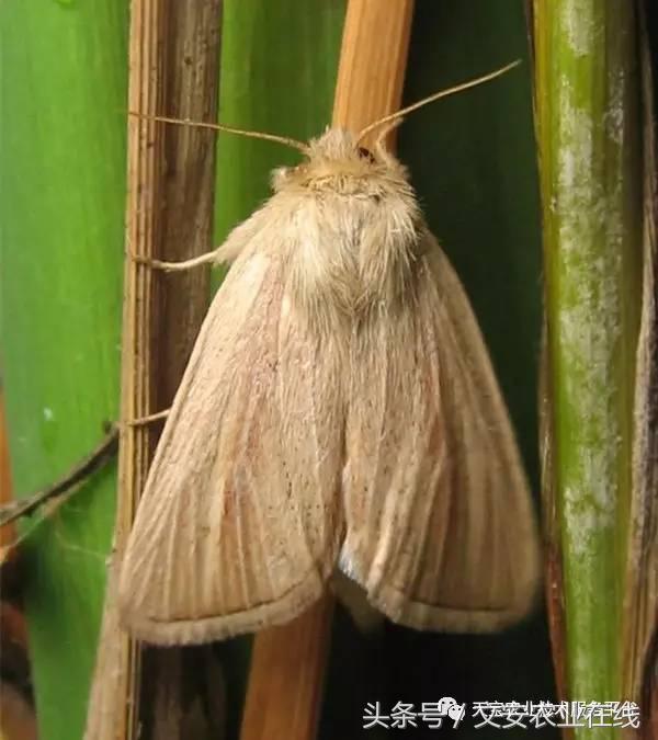 生物杀虫剂十大品牌,十大灭跳蚤最快的杀虫剂