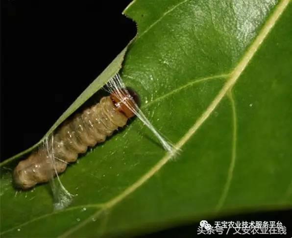 生物杀虫剂十大品牌,十大灭跳蚤最快的杀虫剂