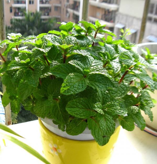 水培薄荷叶子发黄枯萎怎么办,小薄荷叶子发黄怎么办