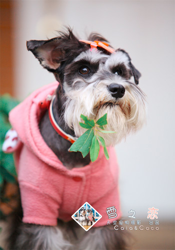 狗狗健康护理,怀孕狗狗的养护关注事项