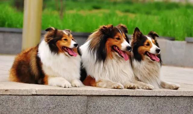 狗狗误食大量益生菌怎么办,狗狗轻微食物中毒自救三招