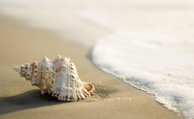 厦门人为什么不吃罗非鱼,厦门哪些海螺不能吃