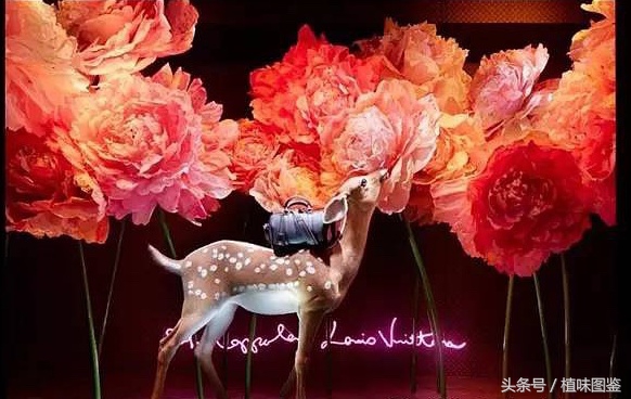 不出国门就能买到全球好物,不出家门看遍世界