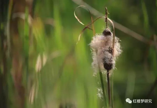 红楼梦中草木是什么意思,红楼梦植物代表什么